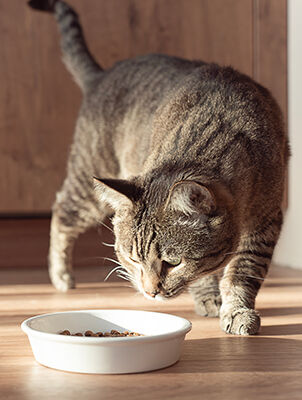cat approaching food bowl